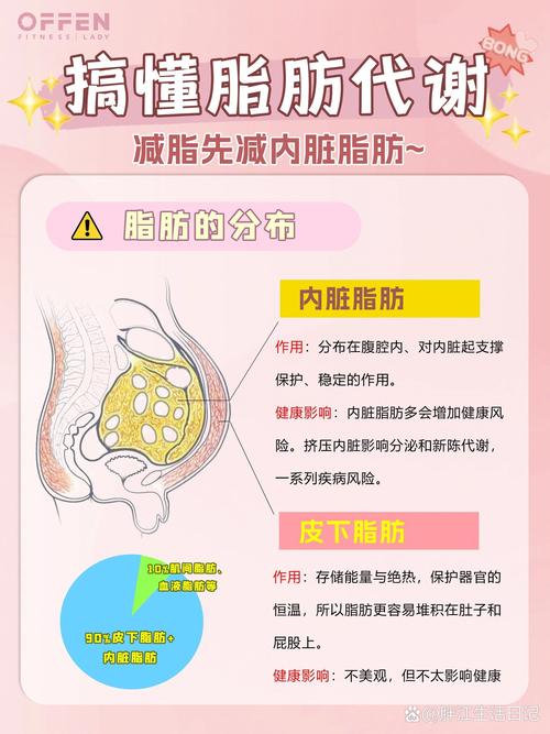 探寻脂肪的奥秘：从生理机能到生活影响的多面剖析