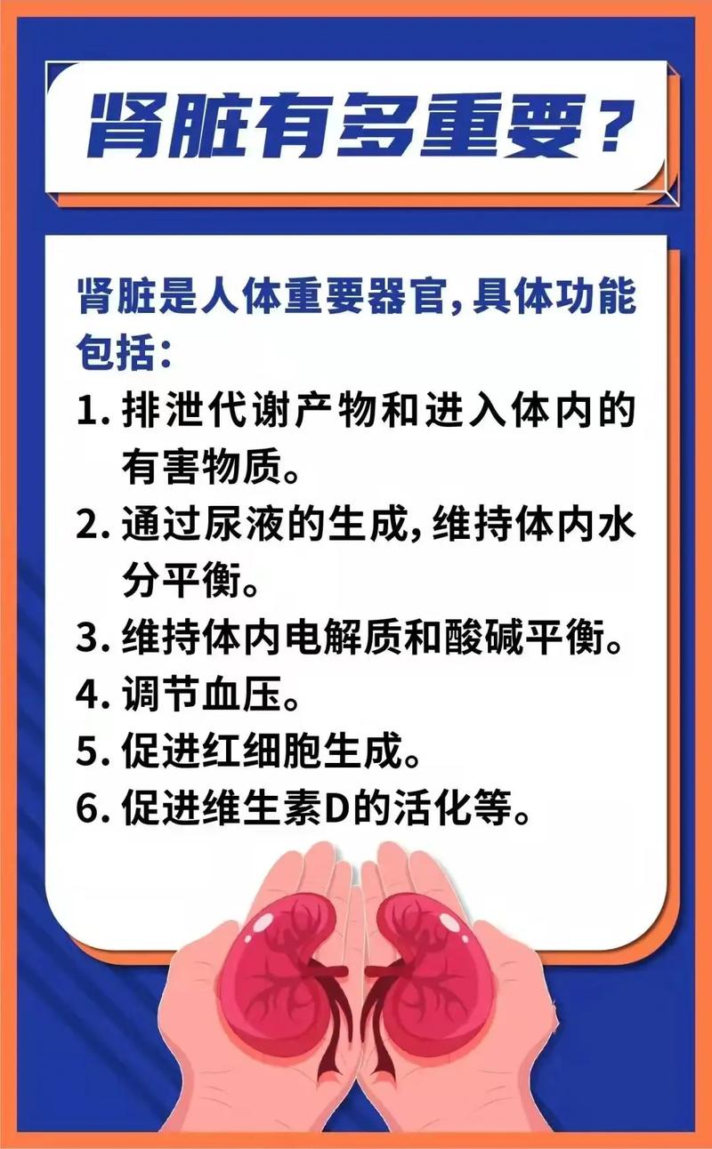 肾脏健康的守护者——肾功能