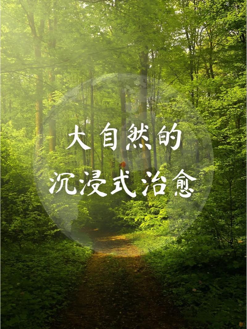 森林浴：自然与心灵的深度交融