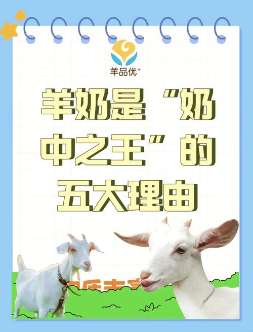 午餐奶：营养与美味的完美邂逅