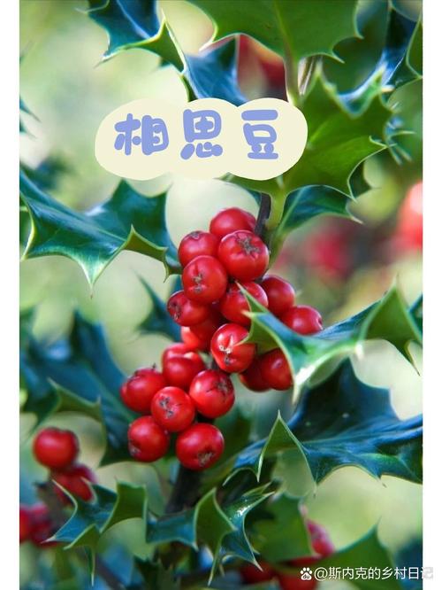 红豆：时光里的相思符号