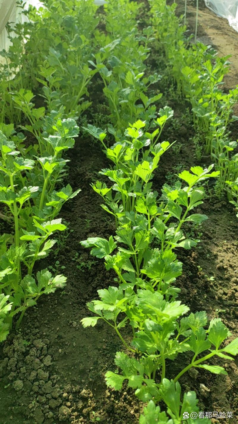 芹菜：从田间到餐桌的自然之选