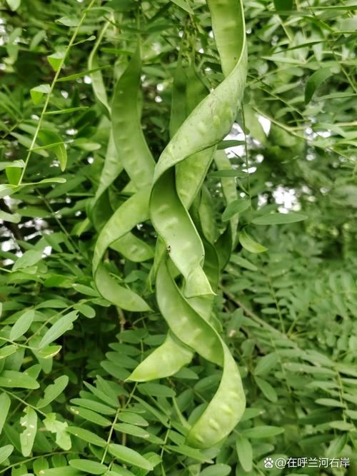 豆角：大自然馈赠的绿色珍宝