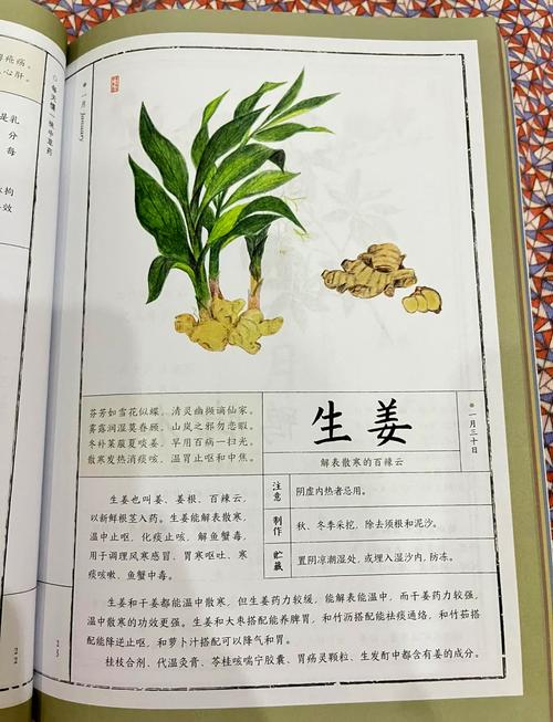 生姜：平凡中的神奇存在