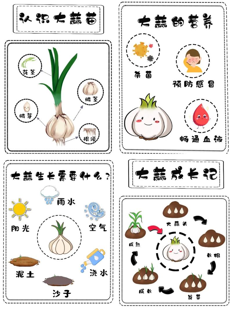 大蒜：平凡中的神奇瑰宝