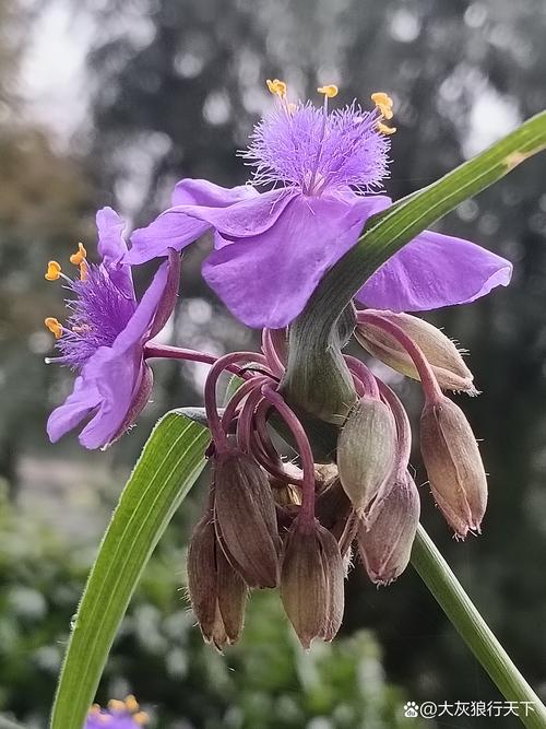 蓝莓：大自然馈赠的紫色珍宝