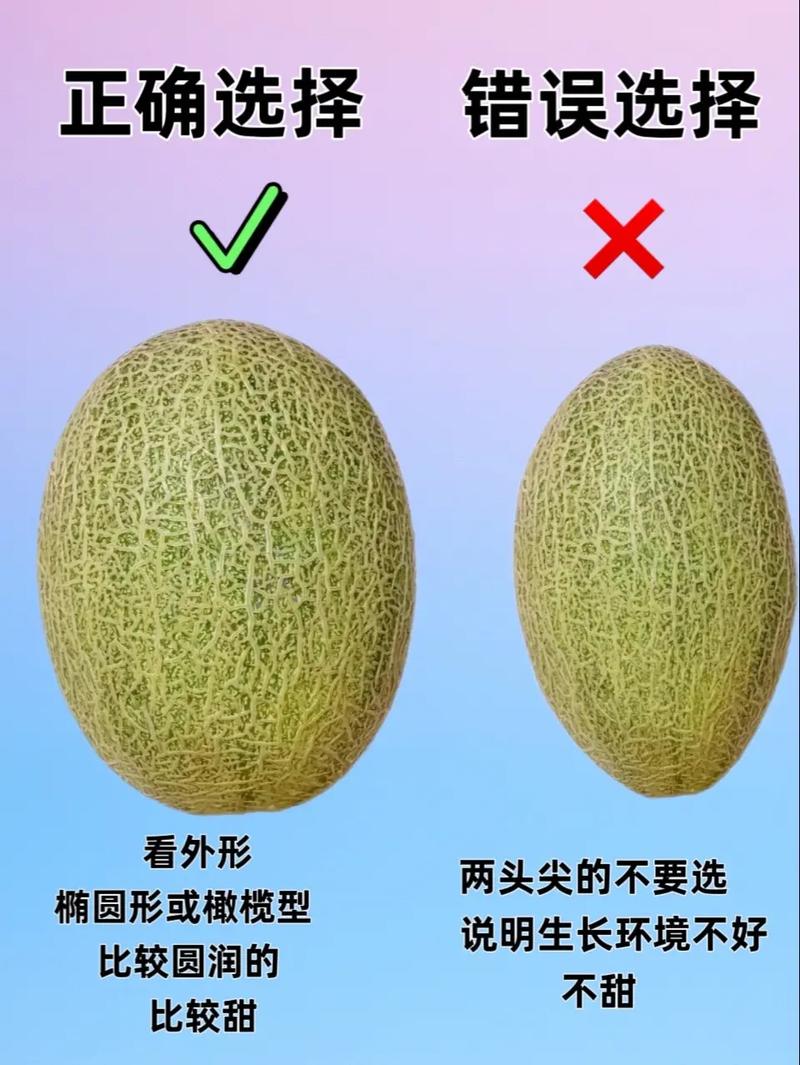 甜蜜哈密瓜：从种植到文化的全面解析