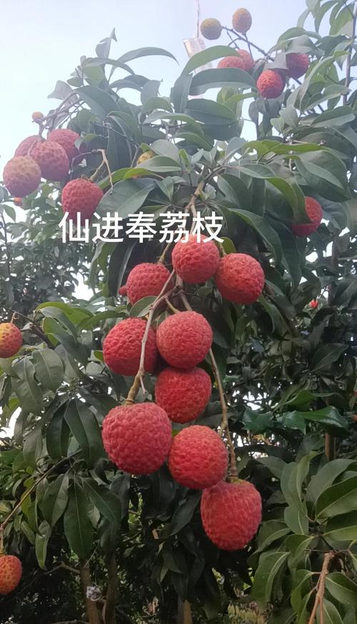 荔枝：果中珍品，自然馈赠的甜蜜宝藏