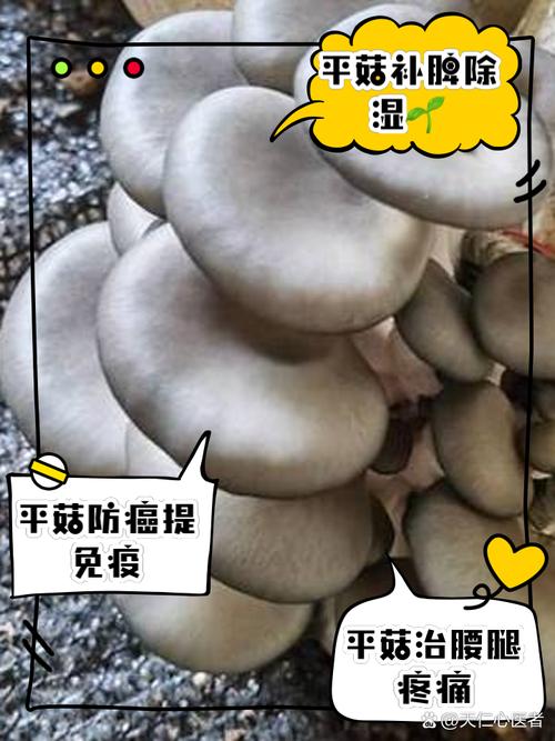 平菇：平凡中的美味与营养宝藏