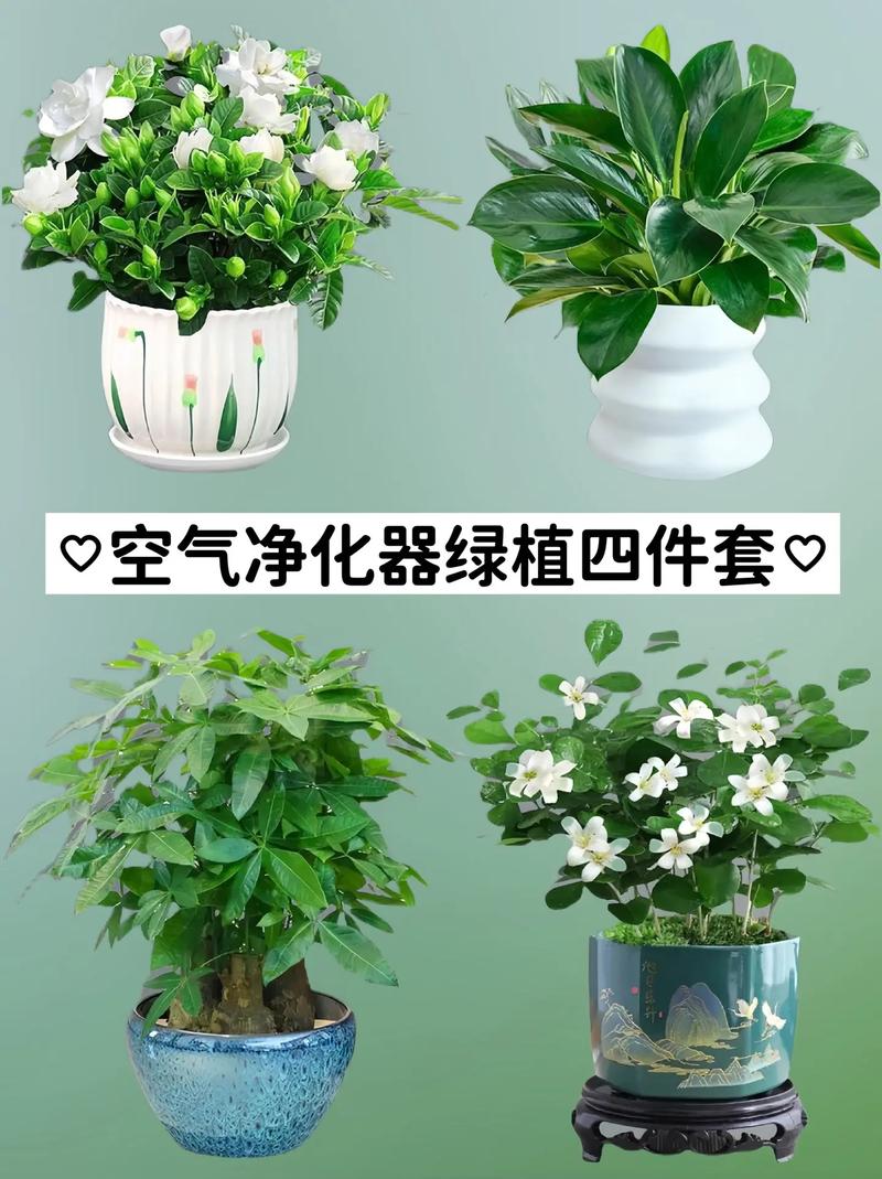 家庭绿植：空气净化的绿色卫士，为健康生活添彩