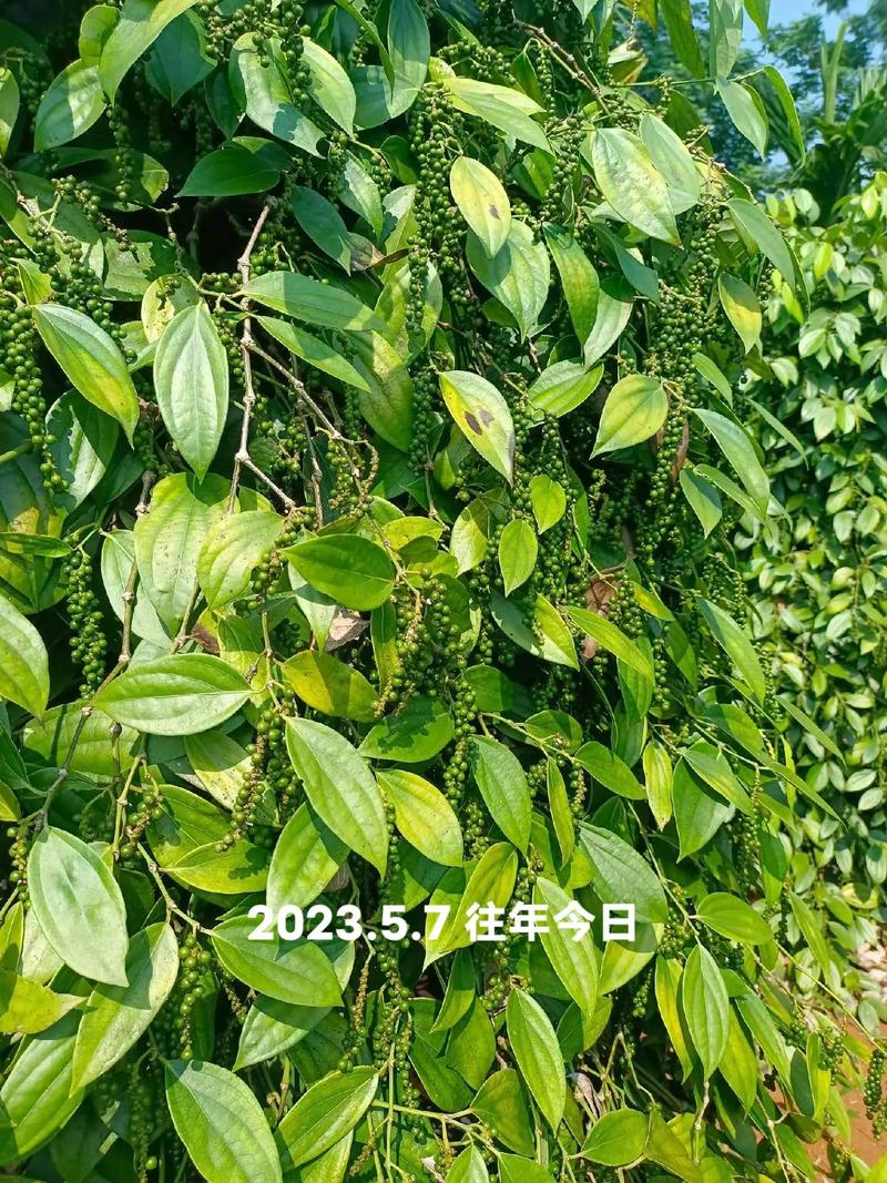 胡椒：味蕾上的传奇香料