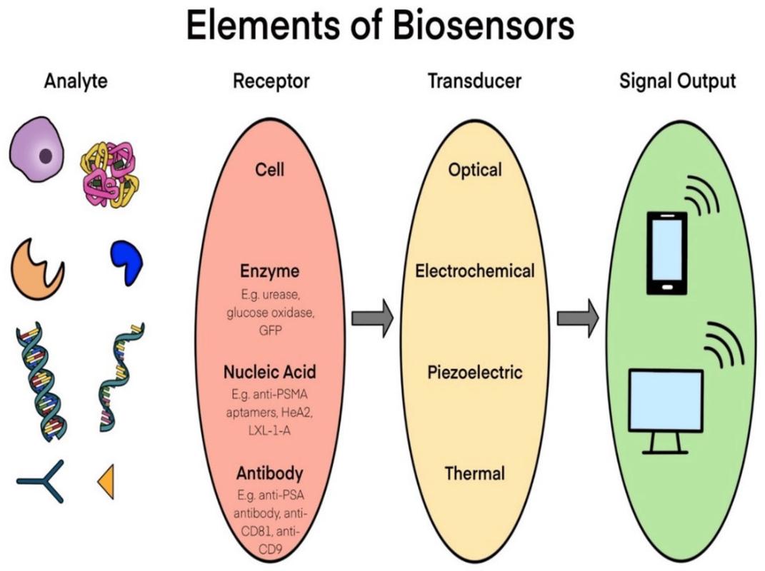 生物传感器：生命科学的“灵敏触角”