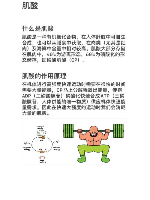 肌酸：能量引擎与肌肉增长的奥秘