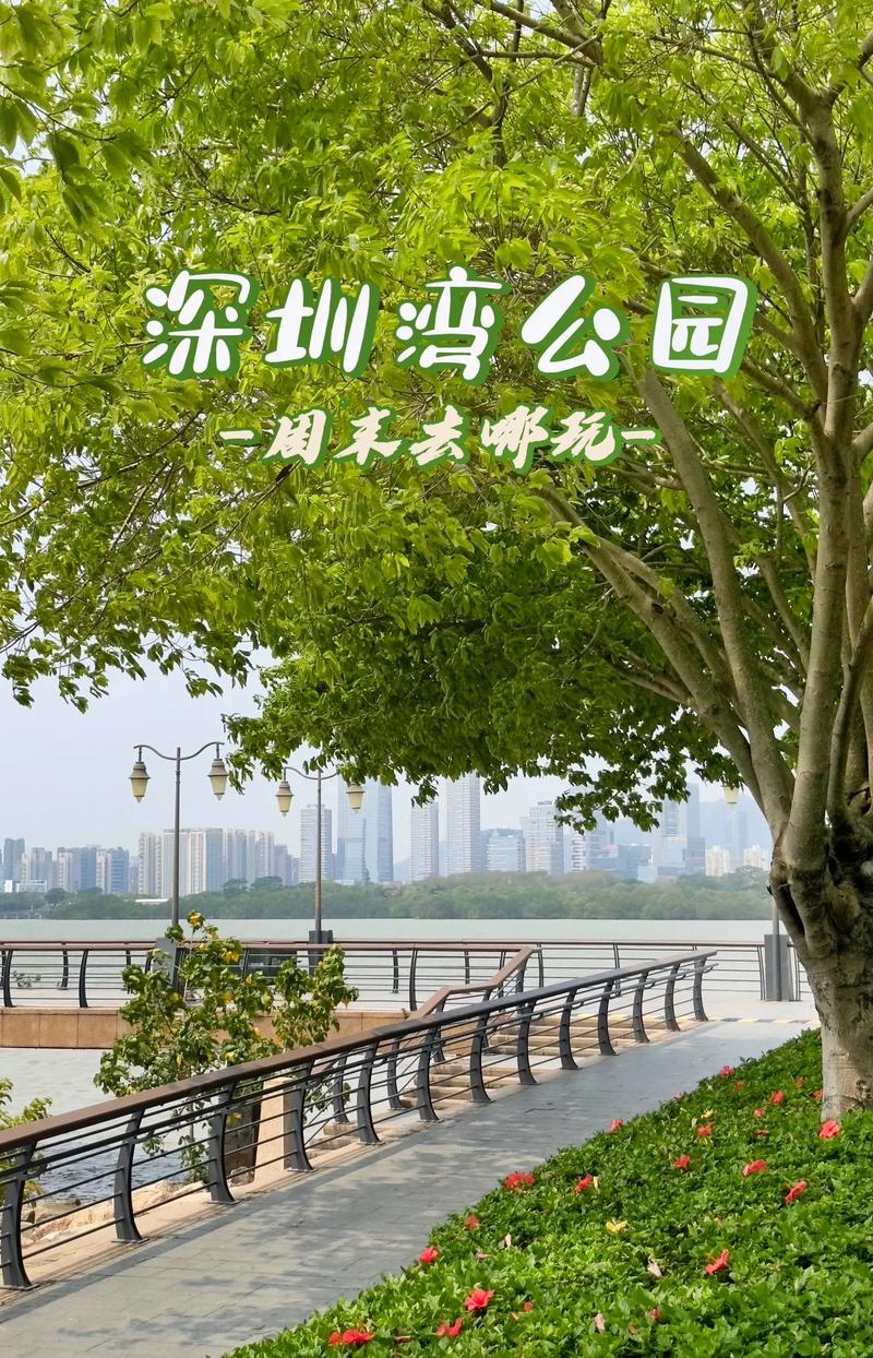 深圳湾公园：都市海滨的绿色明珠与文化乐园