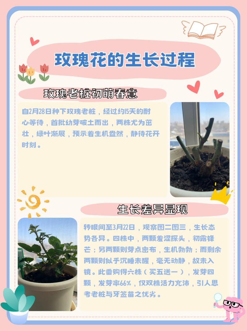 玫瑰种植全攻略：从播种到花开的奇妙之旅