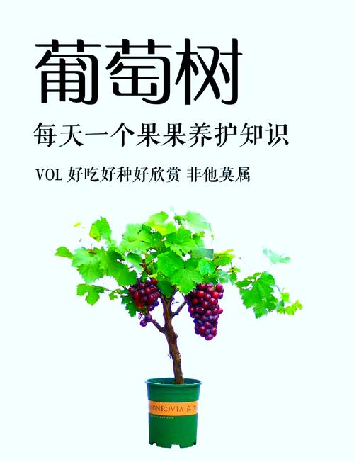 葡萄种植：从基础到收获的全指南