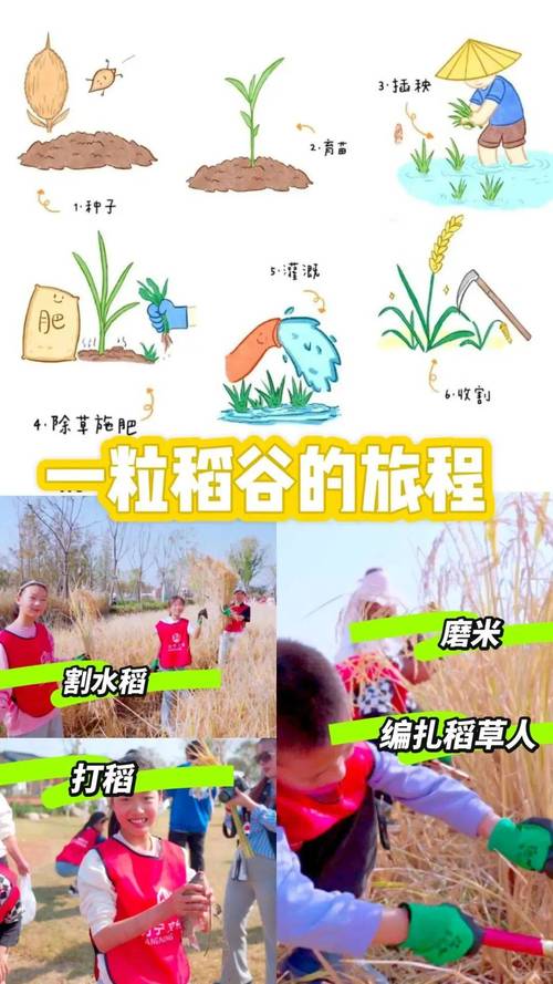 详细阅读:长安糯玉米:从田间到餐桌的奇妙旅程 长安糯玉米:从田间到餐桌的奇妙旅程