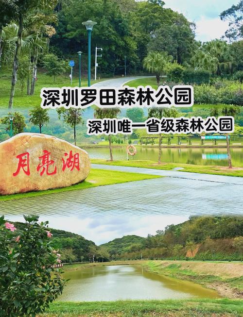 探索罗田森林公园：深圳的生态绿洲
