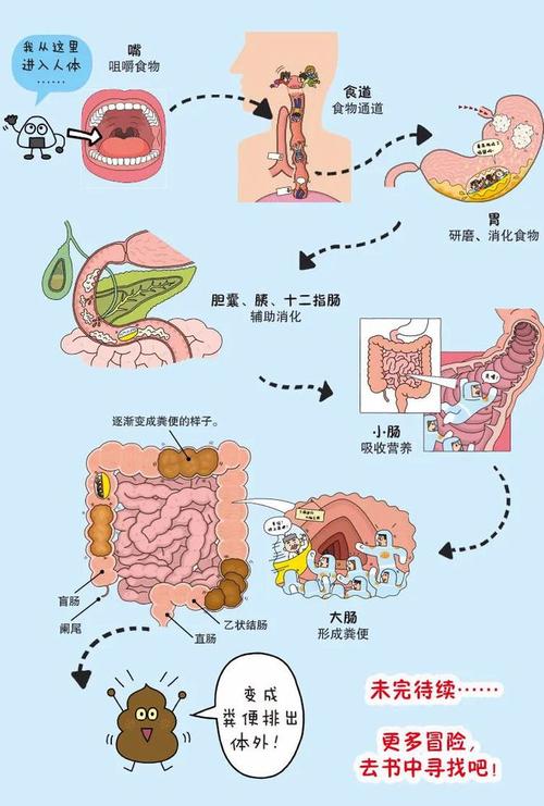 食物营养吸收率：探索人体对营养物质的摄取奥秘
