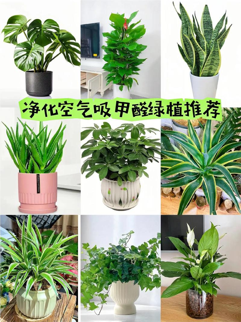 家庭绿植：空气净化的绿色卫士