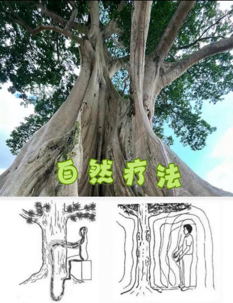 详细阅读:顺势疗法:自然疗愈的奥秘与应用 顺势疗法:自然疗愈的奥秘与应用