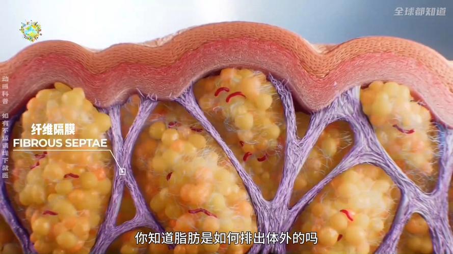 脂肪：人体能量储存的奥秘与健康的关键