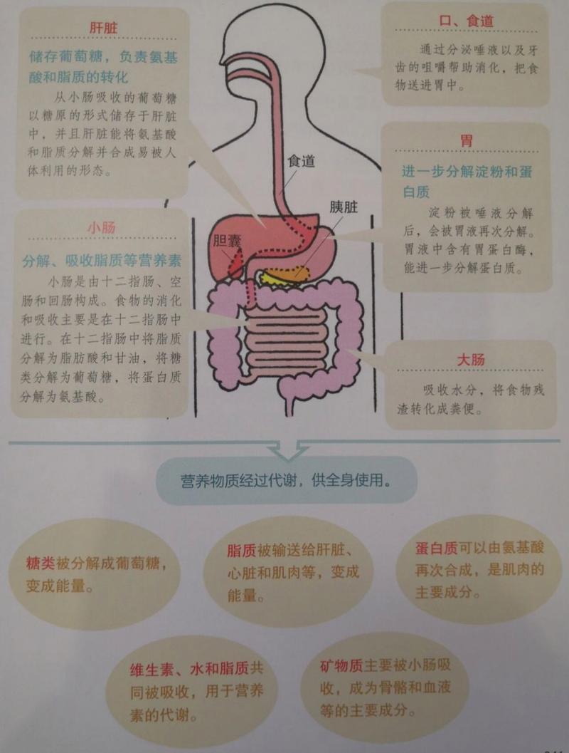 食物消化吸收效率提升：多维度策略与实践