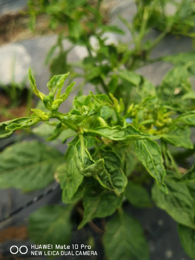 植物病虫害防治：守护绿色生命的防线