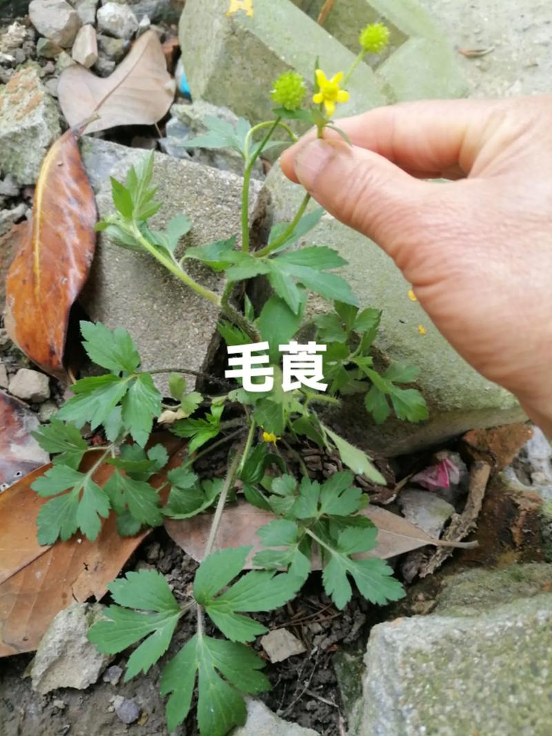 草药：大自然的馈赠与健康密码