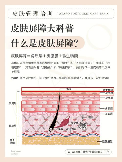 深度解析皮肤屏障受损修复：原理、方法与日常护理全攻略