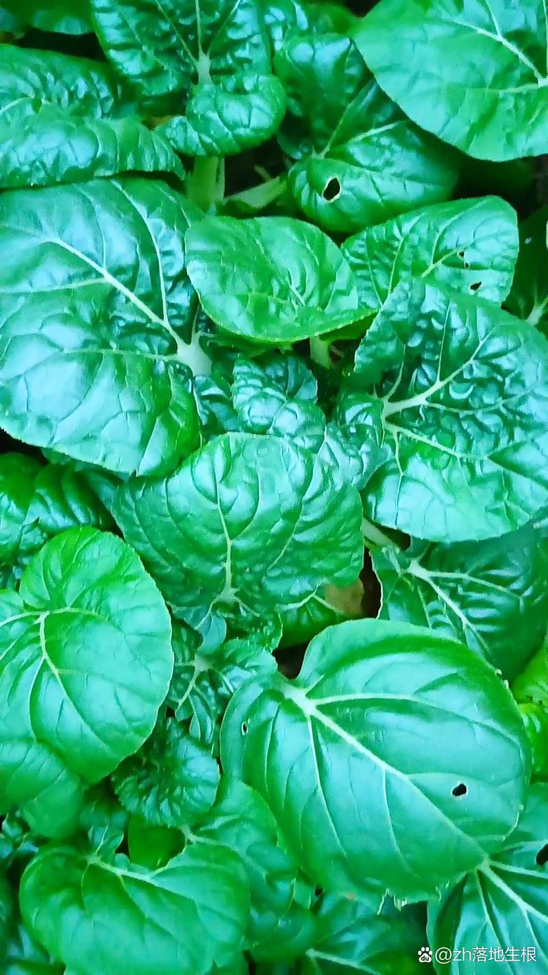 详细阅读:菠菜:大自然馈赠的绿色宝藏 菠菜:大自然馈赠的绿色宝藏