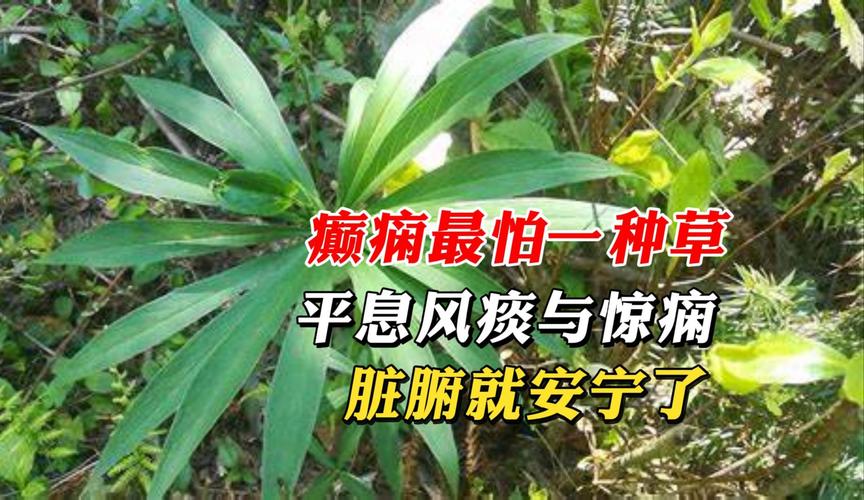 癫痫的治疗与控制：重拾生活安宁的曙光