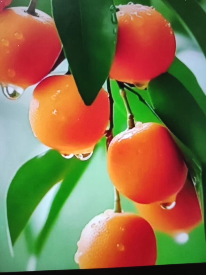 橙子：大自然的璀璨明珠，点亮生活甜蜜之光