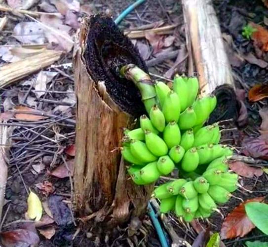 香蕉：大自然馈赠的神奇果实