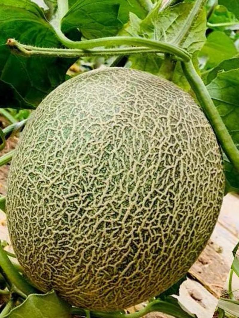 哈密瓜：甜蜜的沙漠绿洲