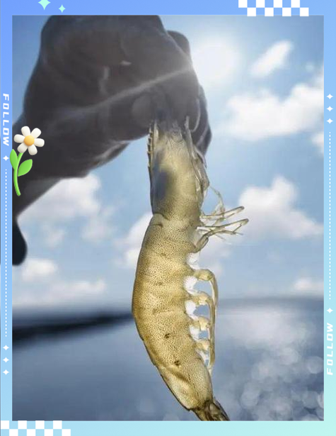 虾肉：海洋馈赠的美味宝藏