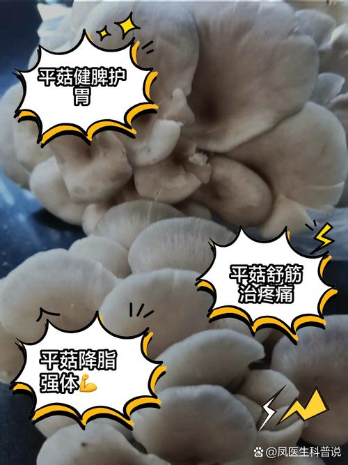 平菇：低调的美食精灵，大自然馈赠的健康宝藏
