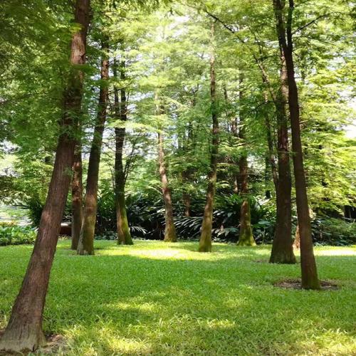 详细阅读:晓港公园:广州海珠区的绿色瑰宝与休闲胜地 晓港公园:广州海珠区的绿色瑰宝与休闲胜地