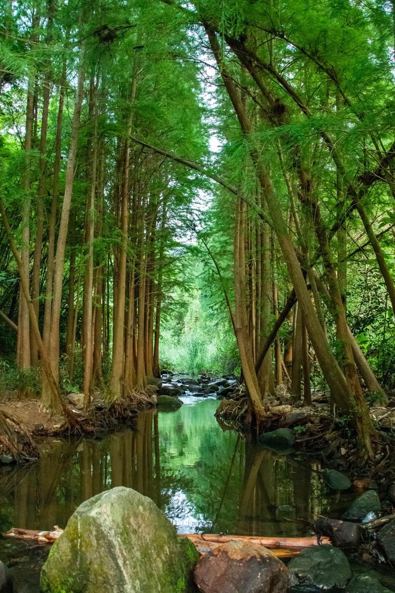 探秘马峦山郊野公园：深圳的绿色宝藏与自然奇境