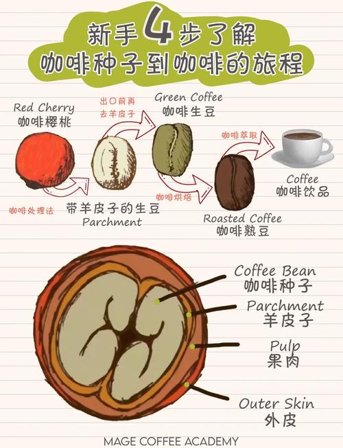 咖啡：从种子到杯中的奇妙之旅