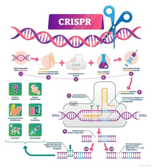CRISPR-Cas9：基因编辑的“神奇剪刀”及其应用前景
