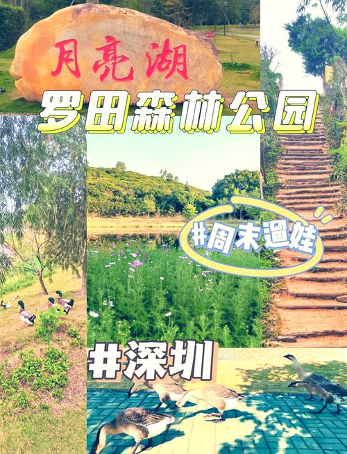 探秘罗田森林公园：都市边缘的生态绿洲