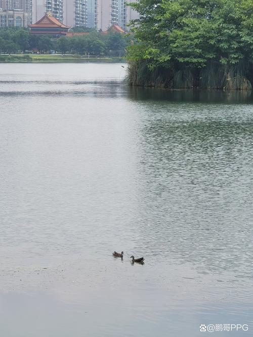 锦城湖公园：成都的“绿心”与城市生态典范
