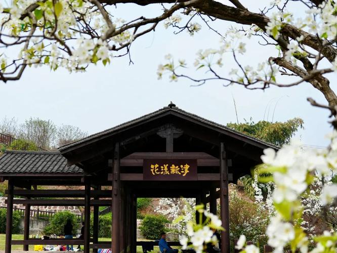 新津梨花溪：川西平原的春日盛宴