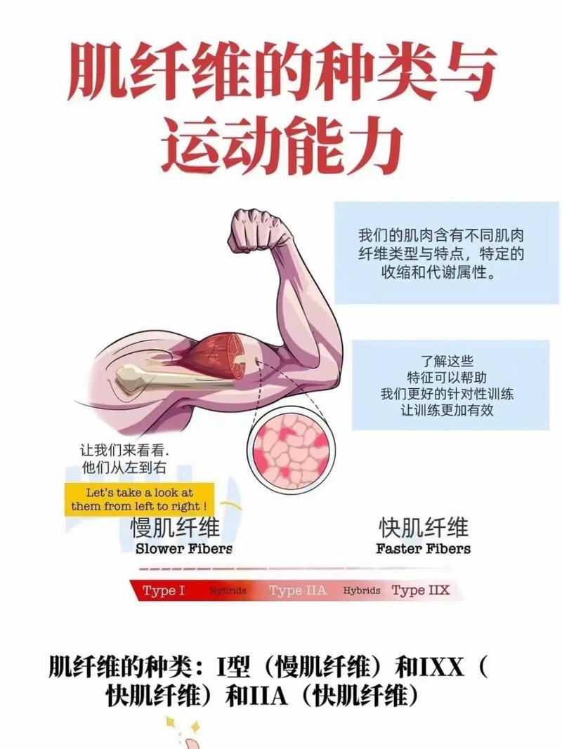 肌酸：肌肉能量与运动表现的助推器
