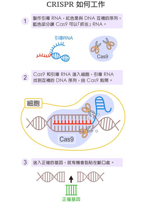 CRISPR：基因编辑的“神奇剪刀”