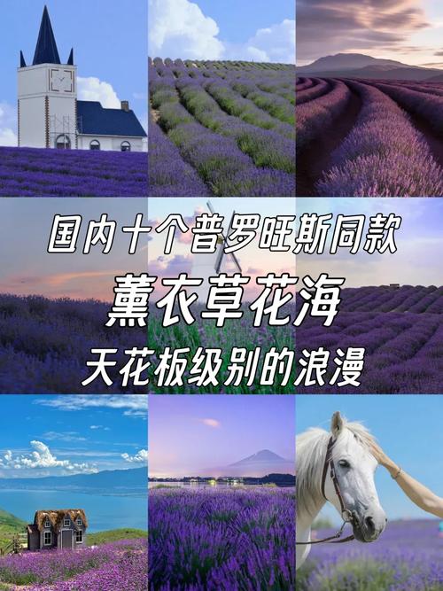 薰衣草的种植之旅：从土壤到花海的浪漫培育
