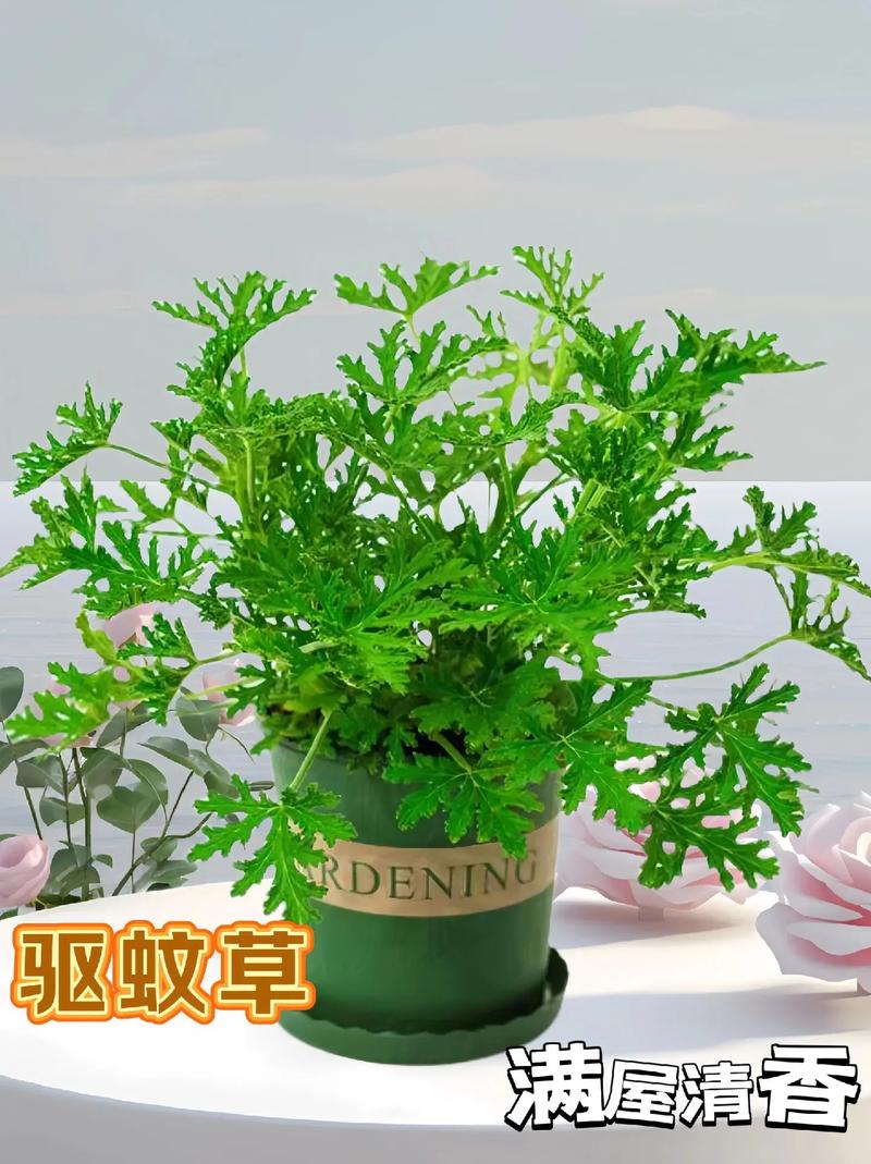 驱蚊植物：守护宁静夏日的自然卫士