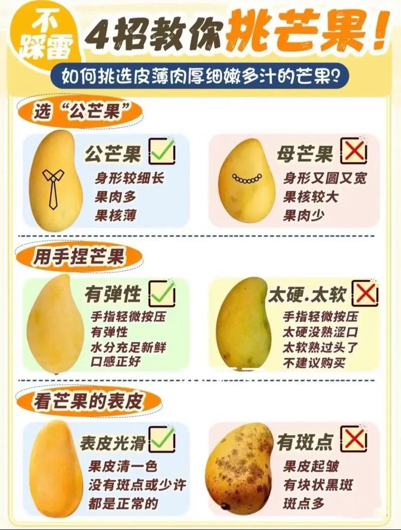 芒果种植：从选种到丰收的全程指南