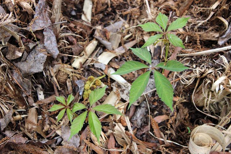 草药：自然馈赠的神奇瑰宝